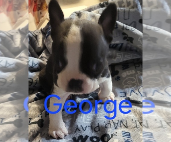 Medium Photo #3  Breeder Profile in MITCHELL, IN, USA