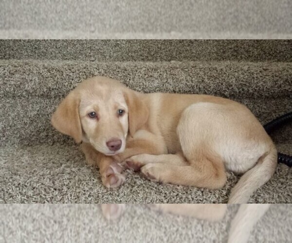 Medium Photo #1  Breeder Profile in EVANS MILLS, NY, USA
