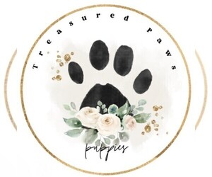 Poodle (Toy) Dog Breeder near COATESVILLE, PA, USA