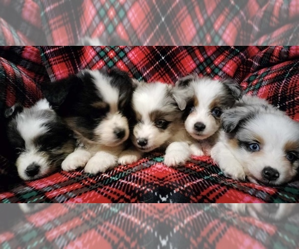 Medium Photo #2  Breeder Profile in KEOTA, IA, USA