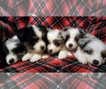 Small #1 Breeder Profile image