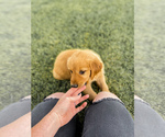 Small #19 Breeder Profile image