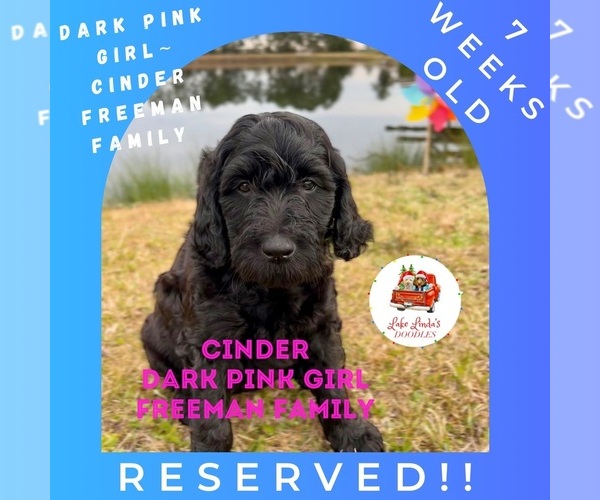 Medium Photo #15  Breeder Profile in HAMPSTEAD, NC, USA