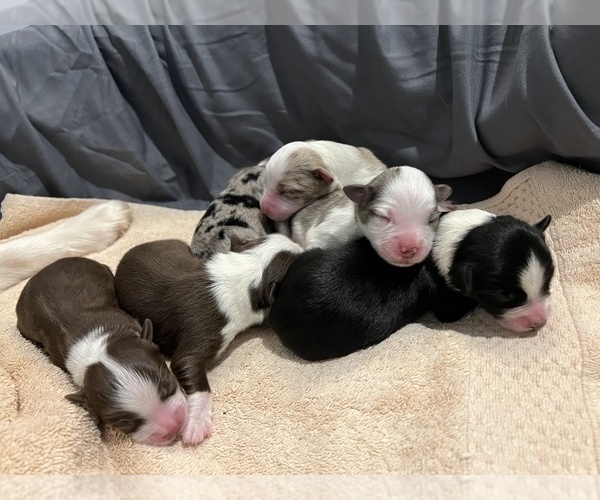 Medium Photo #5  Breeder Profile in CONNELLYS SPRINGS, NC, USA