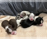 Small #4 Breeder Profile image