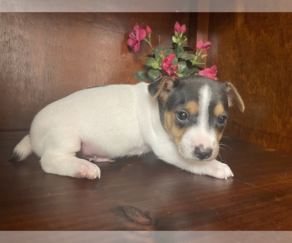 Medium Photo #30  Breeder Profile in WHITAKERS, NC, USA