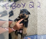 Small #30 Breeder Profile image