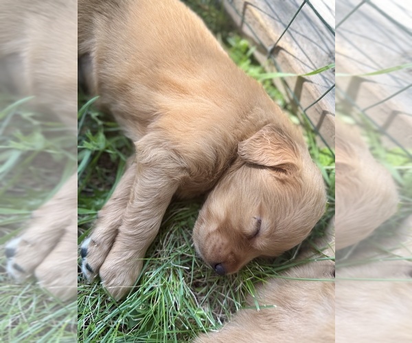 Medium Photo #26  Breeder Profile in ROCHESTER, MN, USA