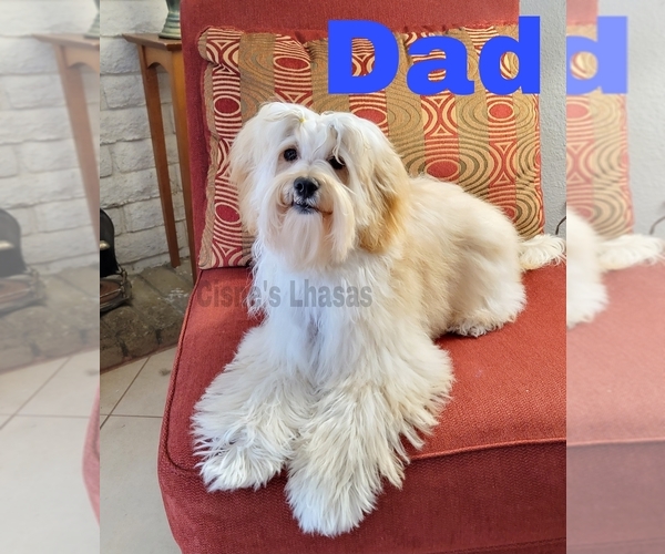 Medium Photo #4  Breeder Profile in PHOENIX, AZ, USA