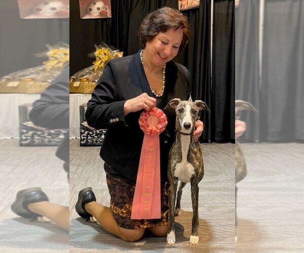 Medium Photo #20  Breeder Profile in COVENTRY, RI, USA