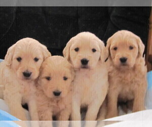 Poodle (Standard) Dog Breeder near PARKER, CO, USA
