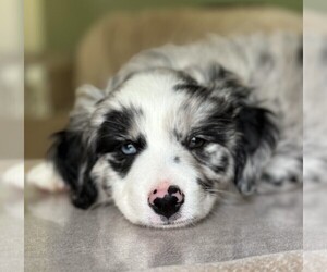 Australian Shepherd Dog Breeder near BLACKSBURG, SC, USA