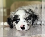Small breeder photo
