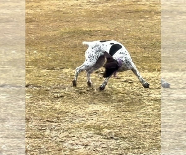 Medium Photo #9  Breeder Profile in LEXINGTON, SC, USA