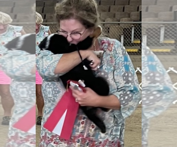 Medium Photo #6  Breeder Profile in NOLENSVILLE, TN, USA