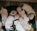 Small Photo #1  Breeder Profile in MOUNT HOLLY, NC, USA