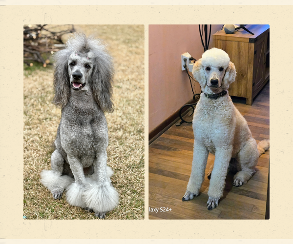 Medium Photo #1  Breeder Profile in DAPHNE, AL, USA