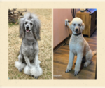 Small breeder photo