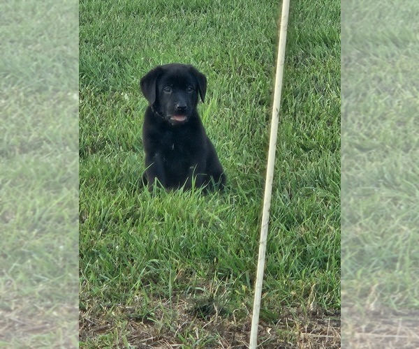Medium Photo #11  Breeder Profile in SHELDON, IA, USA