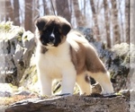 Small #10 Breeder Profile image