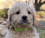 Small Photo #4  Breeder Profile in SAINT AUGUSTINE, FL, USA