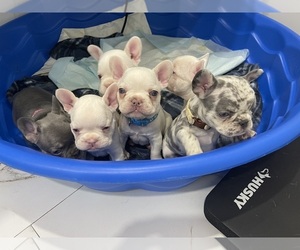 French Bulldog Dog Breeder near MIAMI, FL, USA