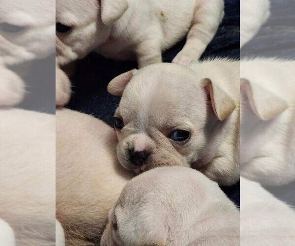 Medium Photo #1  Breeder Profile in JONESTOWN, PA, USA