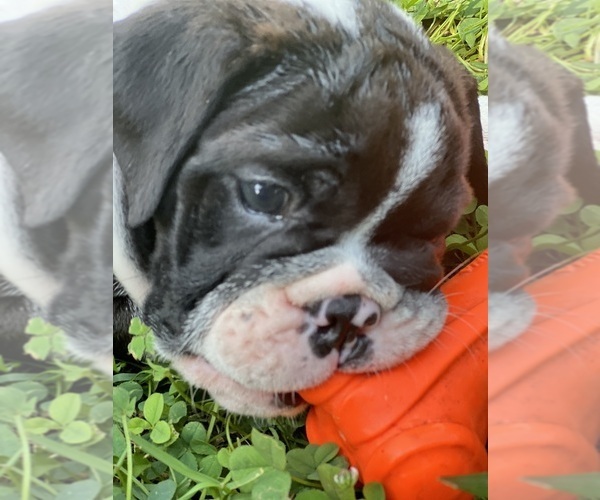 Medium Photo #6  Breeder Profile in BUTLER, TN, USA