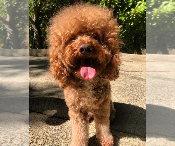 Medium Photo #1  Breeder Profile in LOS GATOS, CA, USA