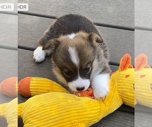 Pembroke Welsh Corgi Dog Breeder near MOUNDVILLE, AL, USA