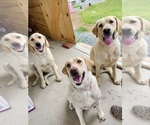 Small breeder photo
