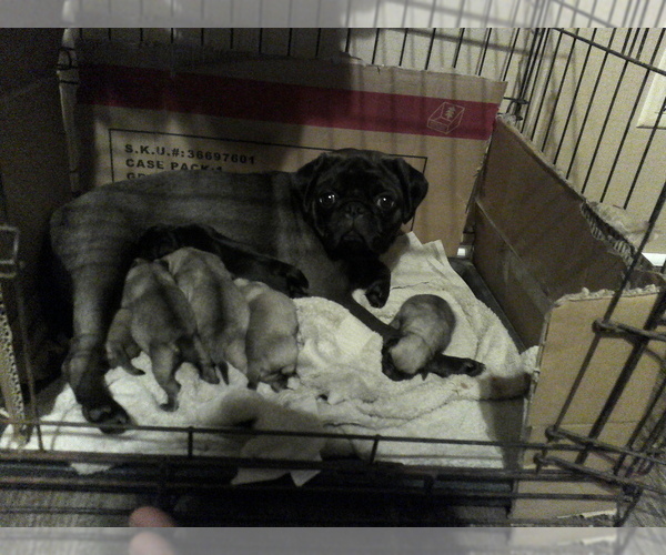 Medium Photo #1  Breeder Profile in LIBERTY, TX, USA