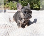 Small #8 Breeder Profile image