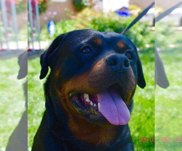 Medium Photo #30  Breeder Profile in OAK GLEN, CA, USA