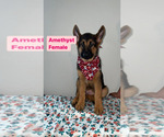 Small breeder photo