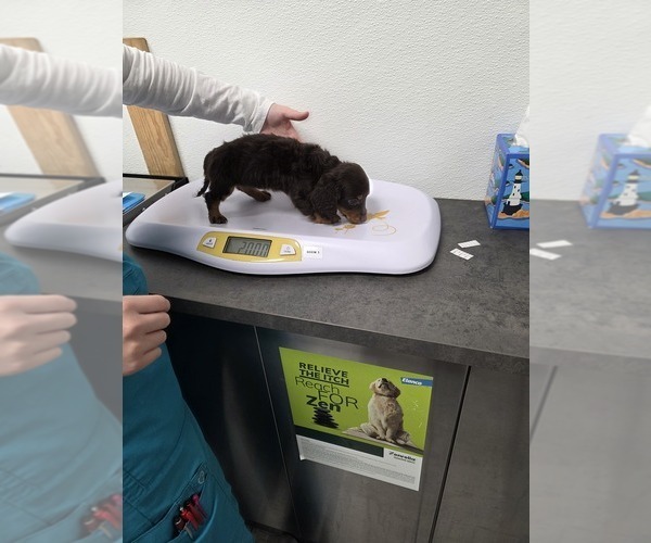 Medium Photo #8  Breeder Profile in HAWTHORNE, CA, USA