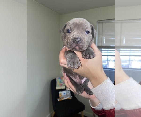 Medium Photo #1  Breeder Profile in TROY, NY, USA