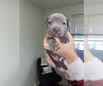 Small breeder photo