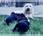 Small #10 Breeder Profile image