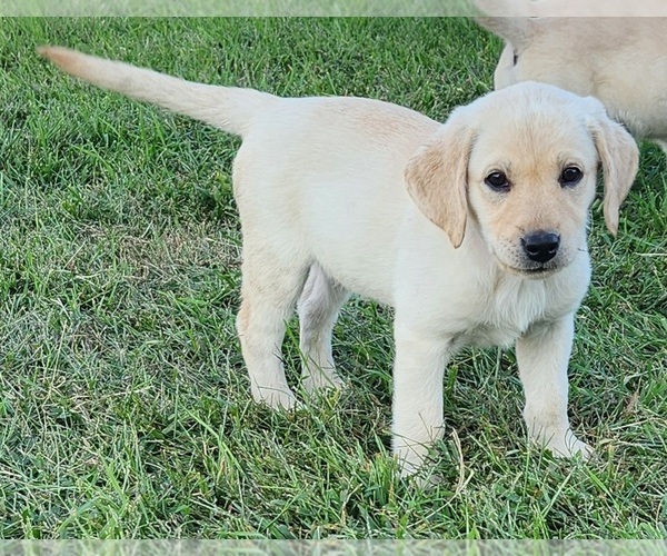 Medium Photo #6  Breeder Profile in SHELDON, IA, USA