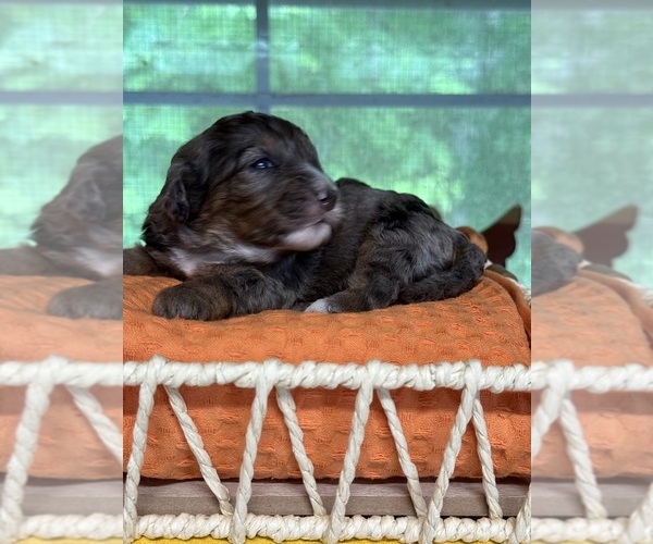 Medium Photo #7  Breeder Profile in MORGANTON, GA, USA