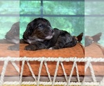 Small #6 Breeder Profile image