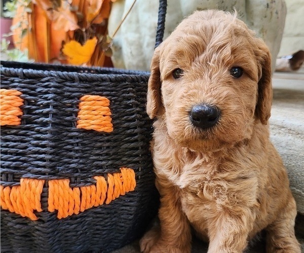 Medium Photo #7  Breeder Profile in WACO, TX, USA