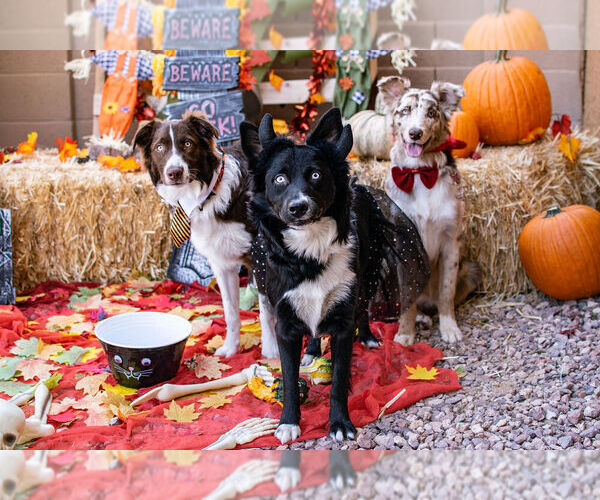 Medium Photo #1  Breeder Profile in WILLIAMS, AZ, USA