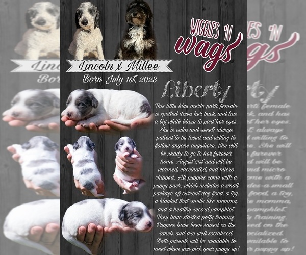 Medium Photo #6  Breeder Profile in PRAIRIE VIEW, KS, USA