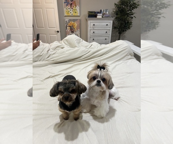 Medium Photo #31  Breeder Profile in CASSVILLE, MO, USA