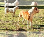 Small Photo #22  Breeder Profile in TOMBALL, TX, USA