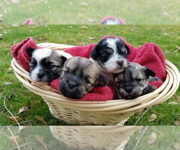 Medium Photo #1  Breeder Profile in MEADVILLE, PA, USA