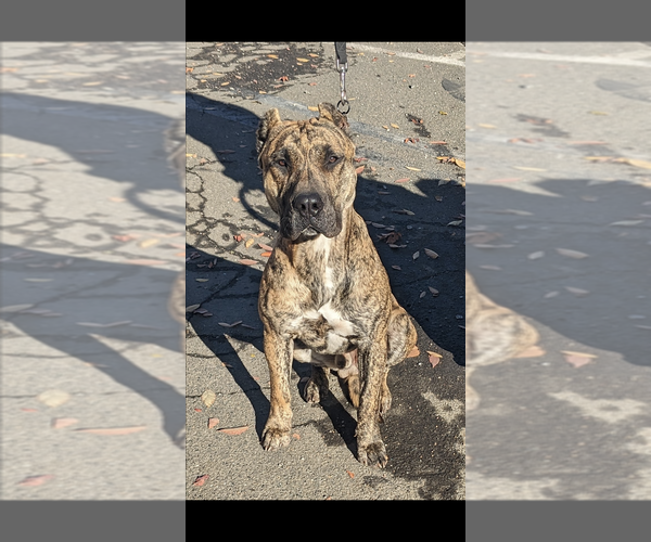 Medium Photo #3  Breeder Profile in OAKLEY, CA, USA