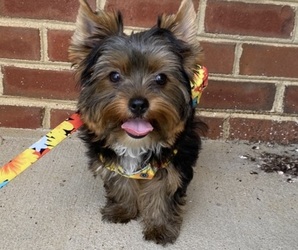 King Charles Yorkie Dog Breeder near KING GEORGE, VA, USA